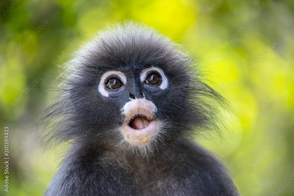 Fototapeta premium Wild Dusky leaf monkey w południowej Tajlandii