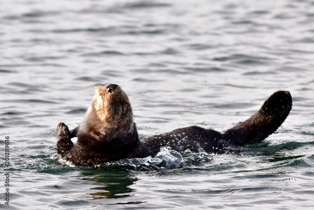 Fototapeta premium Northern sea otter (Enhydra lutris kenyoni)