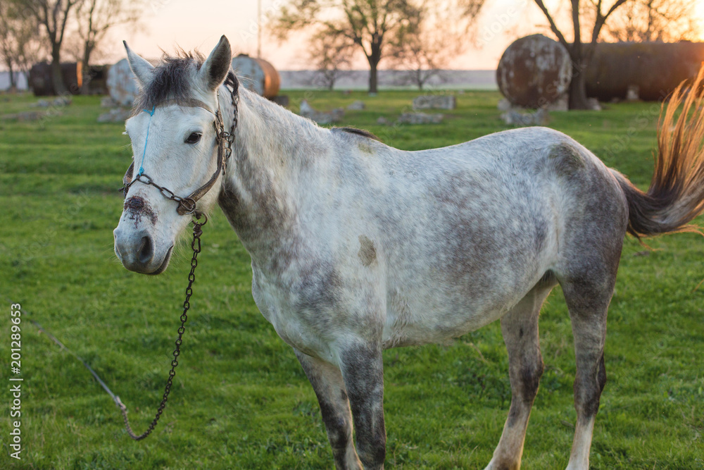 Beautiful horse grazing in a meadow, thoroughbred horse at sunset Beautiful horse grazing in a meadow, thoroughbred horse at sunset