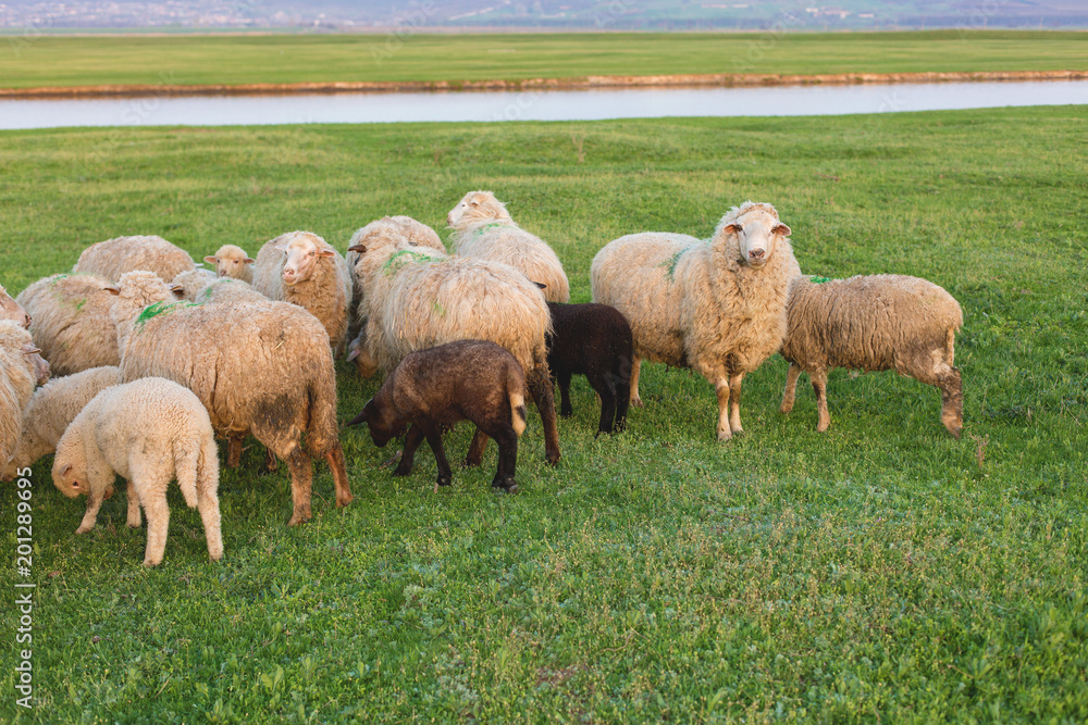 Sheep and goats graze on green grass in spring Sheep and goats graze on green grass in spring