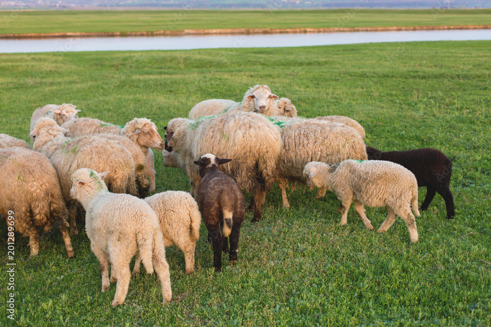 Sheep and goats graze on green grass in spring Sheep and goats graze on green grass in spring