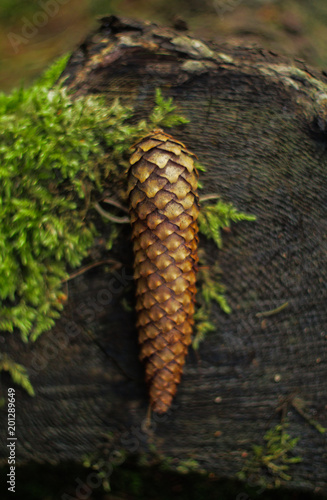 one pine cone laying on the stomp and moss in a forest