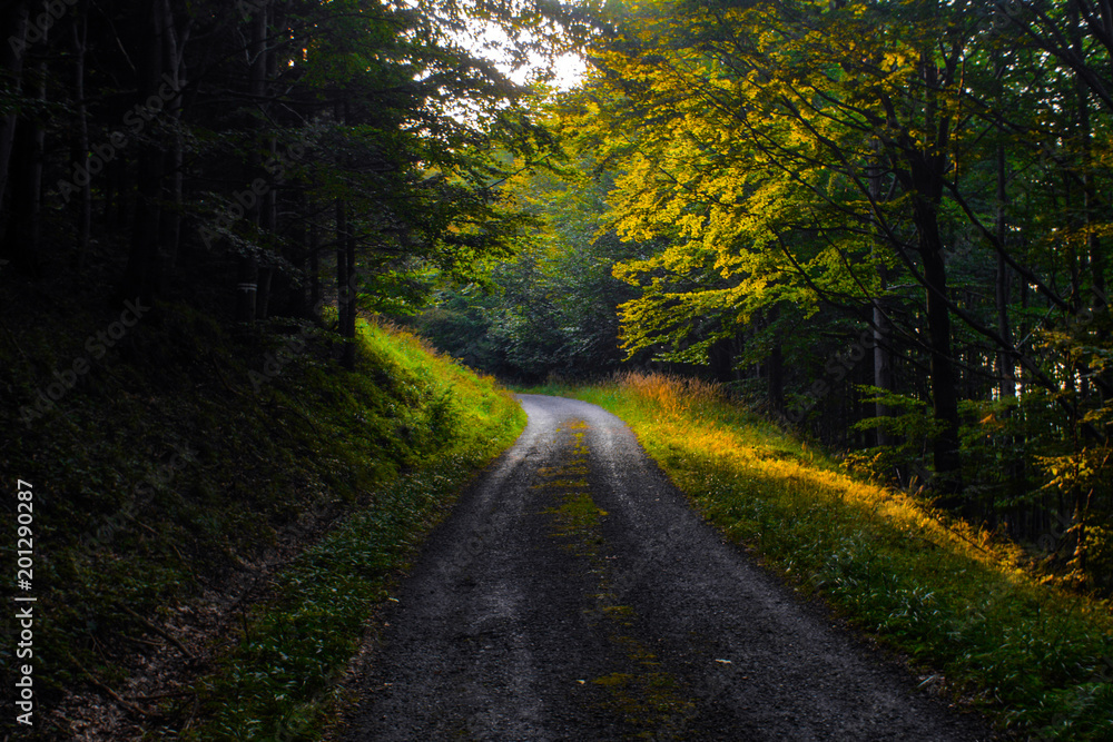 dirt road through a forest during sunset