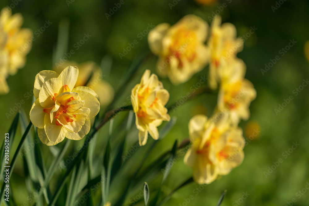 Blüten Blüten