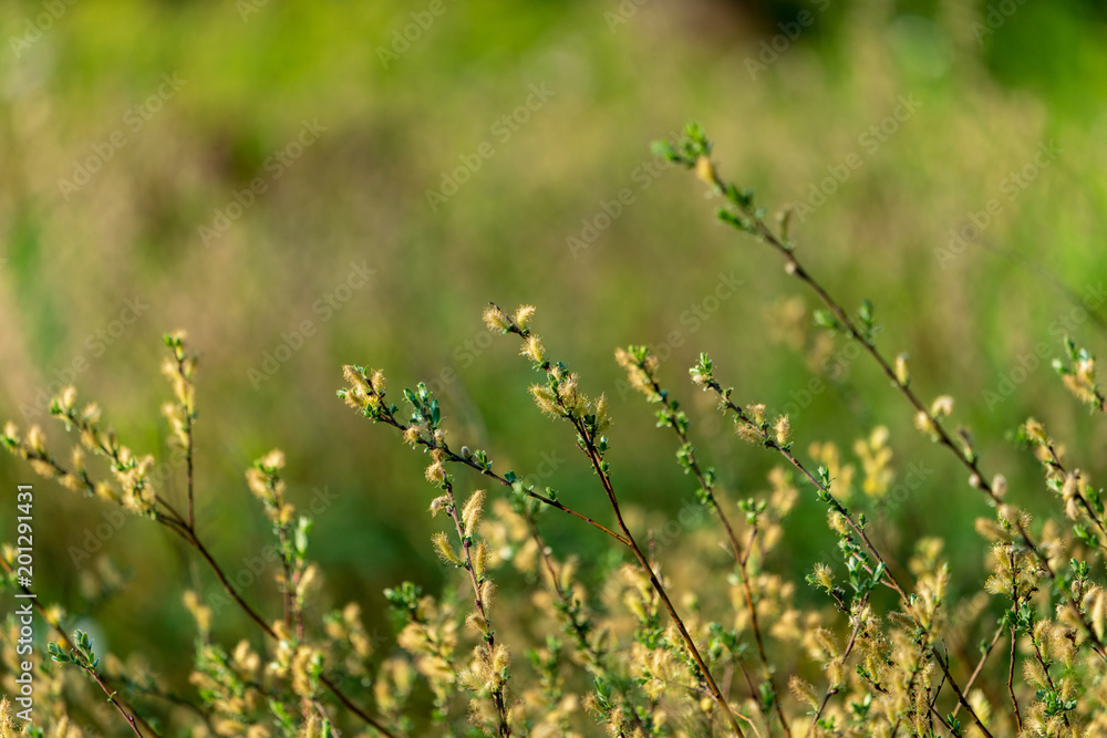 Fototapeta premium Strauch