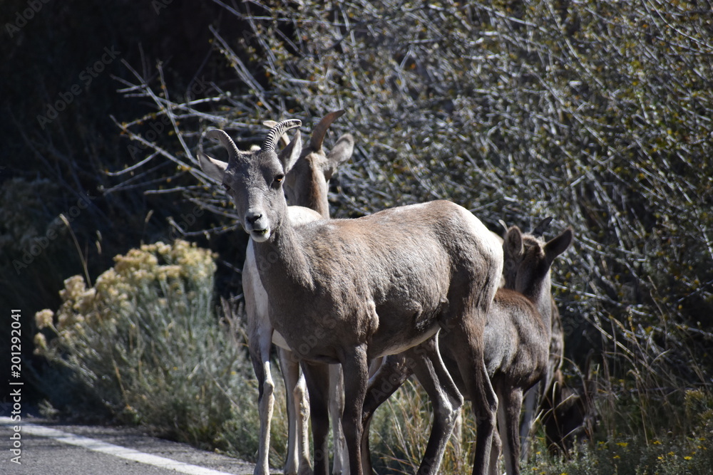 Big Horn Sheep, wildlife, mammals, Yellowstone, Grand Teton, National Park, America, USA, nature Big Horn Sheep, wildlife, mammals, Yellowstone, Grand Teton, National Park, America, USA, nature
