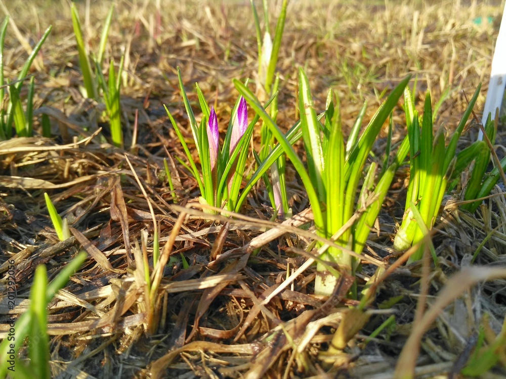 Crocus sprouts broke out from the ground in early spring Crocus sprouts broke out from the ground in early spring