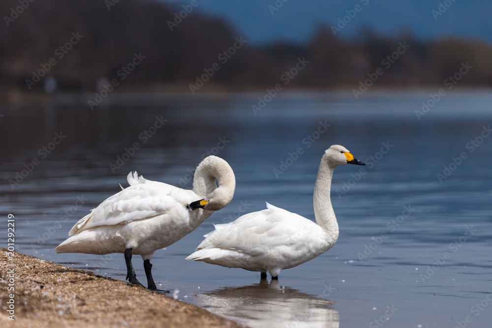 Group of whooper swans (Cygnus) on blue lagoon Group of whooper swans (Cygnus) on blue lagoon