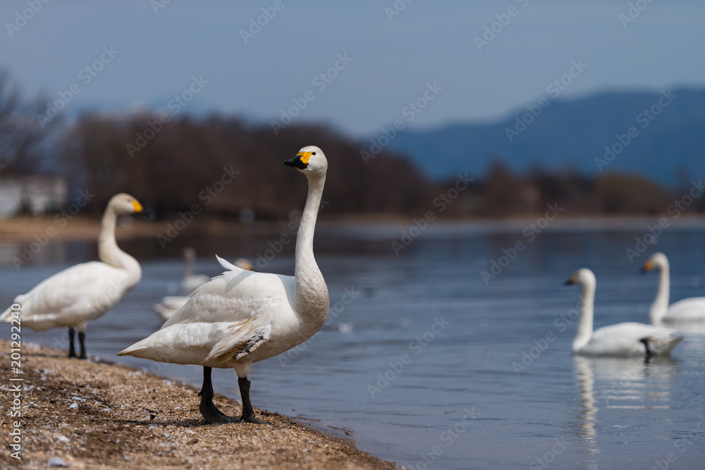 Group of whooper swans (Cygnus) on blue lagoon Group of whooper swans (Cygnus) on blue lagoon