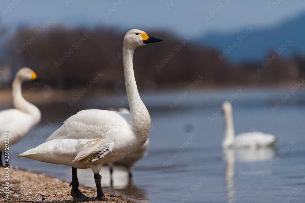 Fototapeta premium Group of whooper swans (Cygnus) on blue lagoon