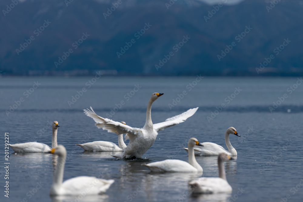 Group of whooper swans (Cygnus) on blue lagoon Group of whooper swans (Cygnus) on blue lagoon