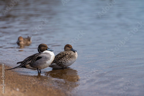 Group of whooper swans (Cygnus) on blue lagoon