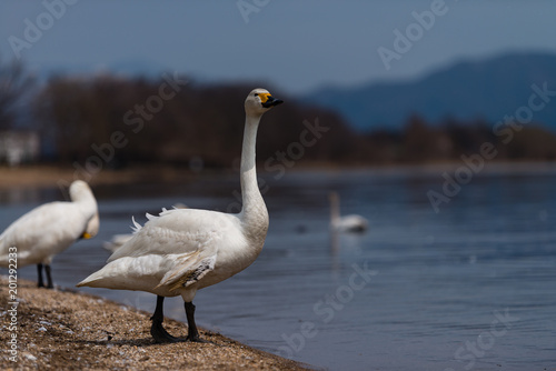 Fototapeta Naklejka Na Ścianę i Meble -  Group of whooper swans (Cygnus) on blue lagoon