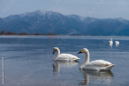 Group of whooper swans  Cygnus  on blue lagoon