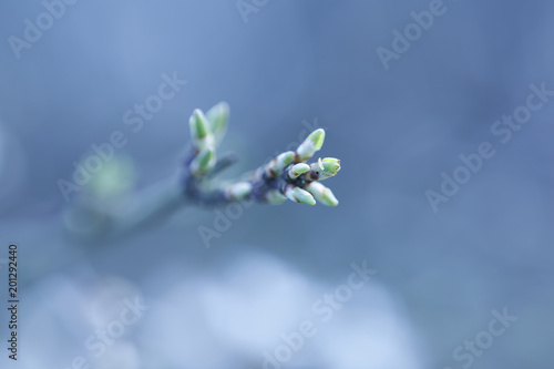 Buds on branches © Pierrick