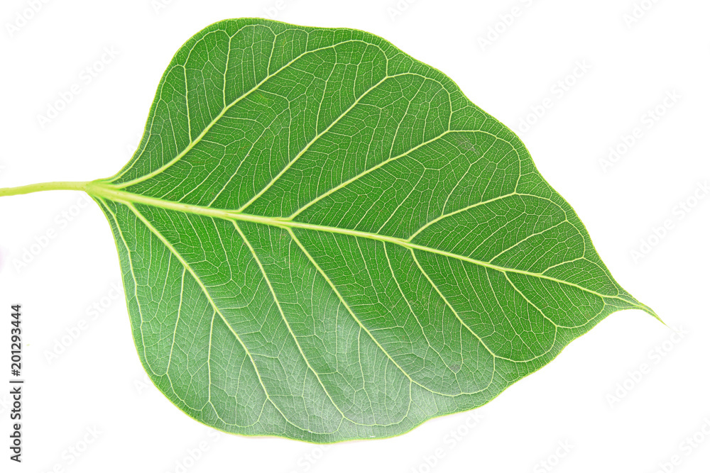 Obraz premium Green bodhi leaf isolated on white background