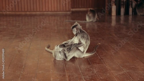 Two Macaque monkeys playing on grass at Monkeyforest in Ubud photo