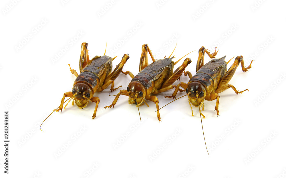 Gryllidae ,Orthoptera isolated on white background Gryllidae ,Orthoptera isolated on white background