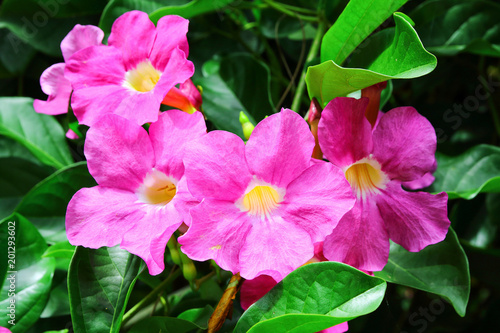 Fototapeta Naklejka Na Ścianę i Meble -  Orchid Tree, Purple Bauhinia (Bauhinia variegata Linn.)