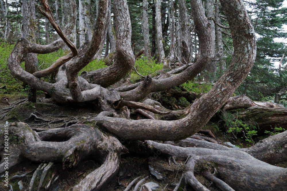 Unusual shape or tree trunks at Mount Roberts, Alaska, close up Unusual shape or tree trunks at Mount Roberts, Alaska, close up