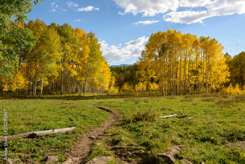 Mountain Trail - Autumn view of a mountain hiking trail  near Kebler Pass  Crested Butte  Colorado  USA.