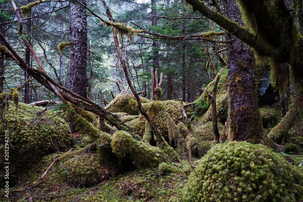 Alaskan rainforest - tree branches covered with moss Alaskan rainforest - tree branches covered with moss