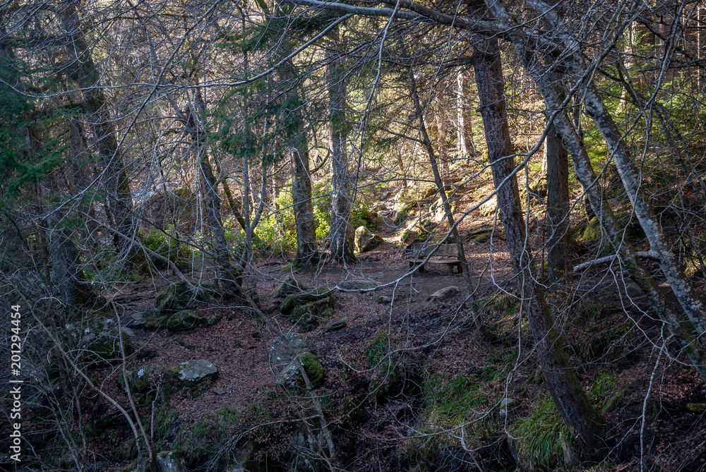 Obraz premium Dunkeld Tay Forest Park