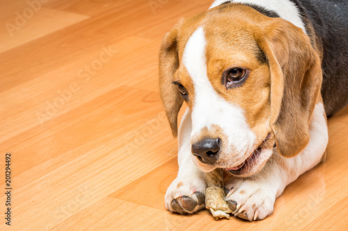 Small hunting dog gnaws a bone holding it with a paw