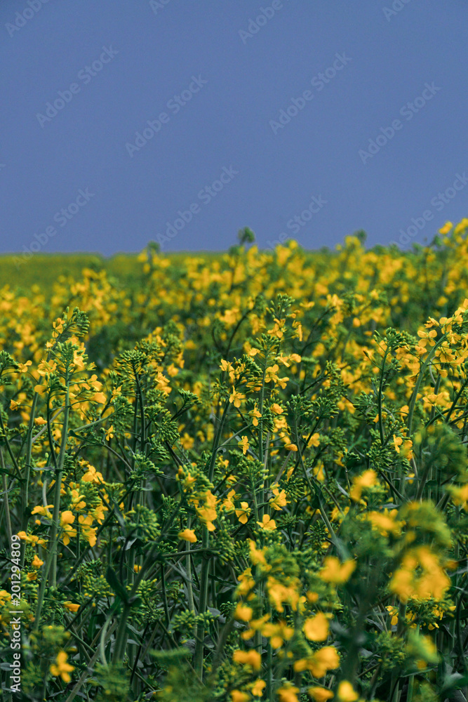 colza rapeseed field landsacpe