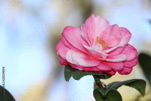 Pink Rose Flower Petals