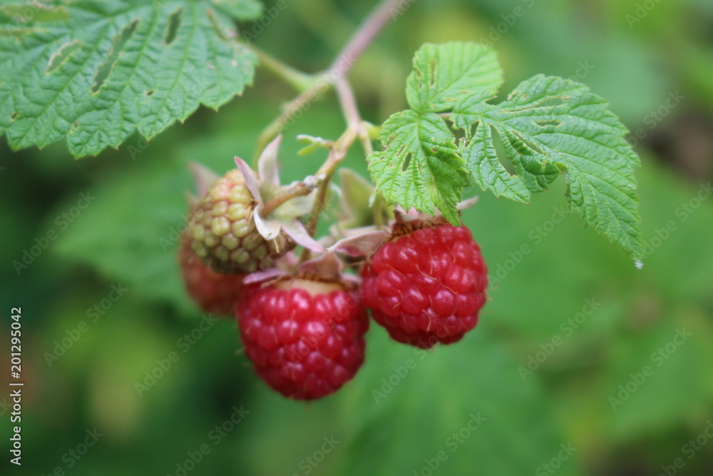 Ruby Red Raspberries on Vine Ruby Red Raspberries on Vine