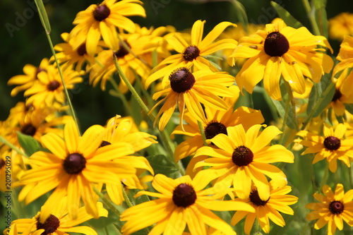 Black Eyed Susan Flowers