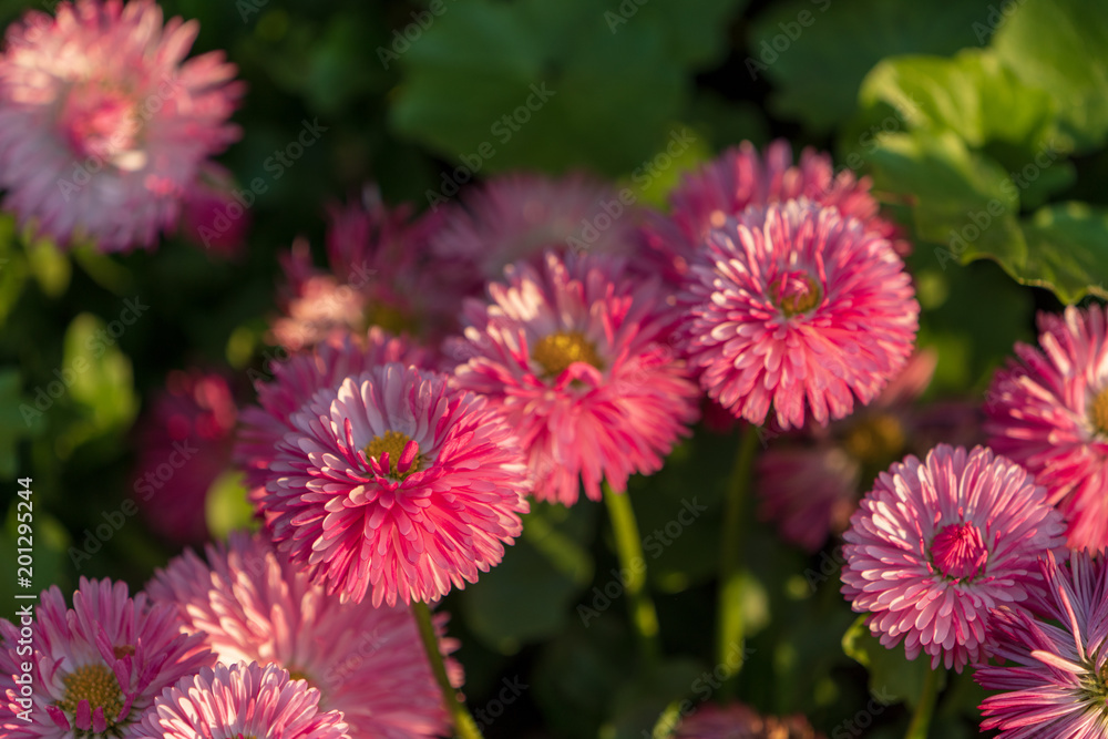 Blumen Blumen