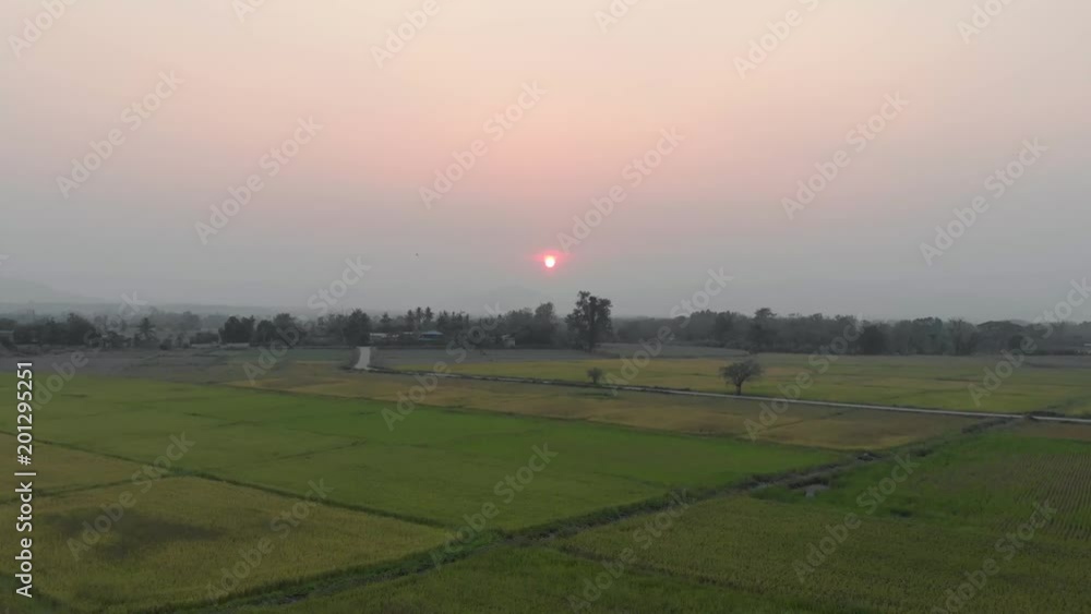 Sunset at agriculture green rice field in Asian country Sunset at agriculture green rice field in Asian country