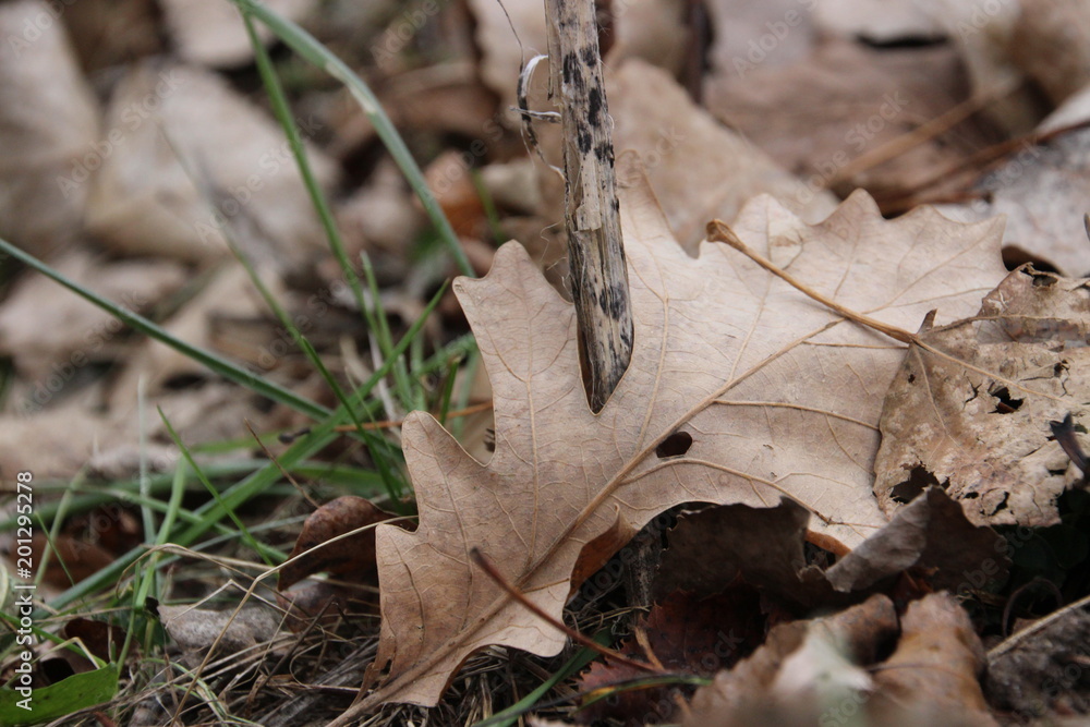 Brown Leaf on Ground