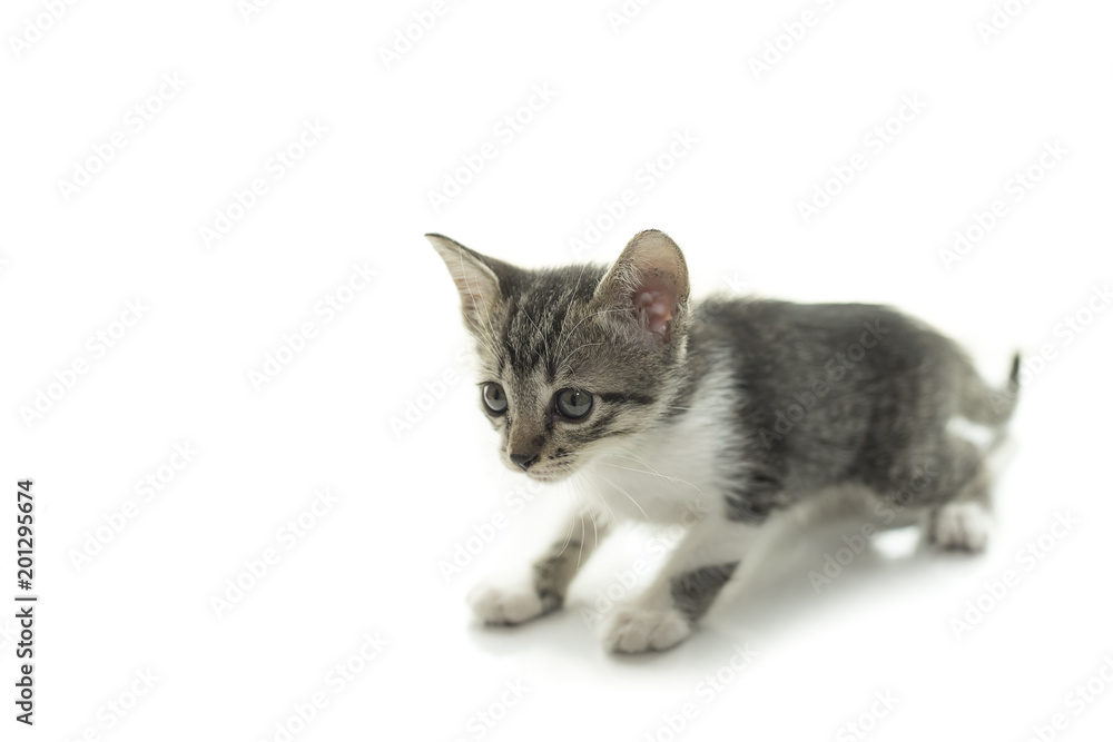 Fototapeta premium Close up portrait of cat kitten. 