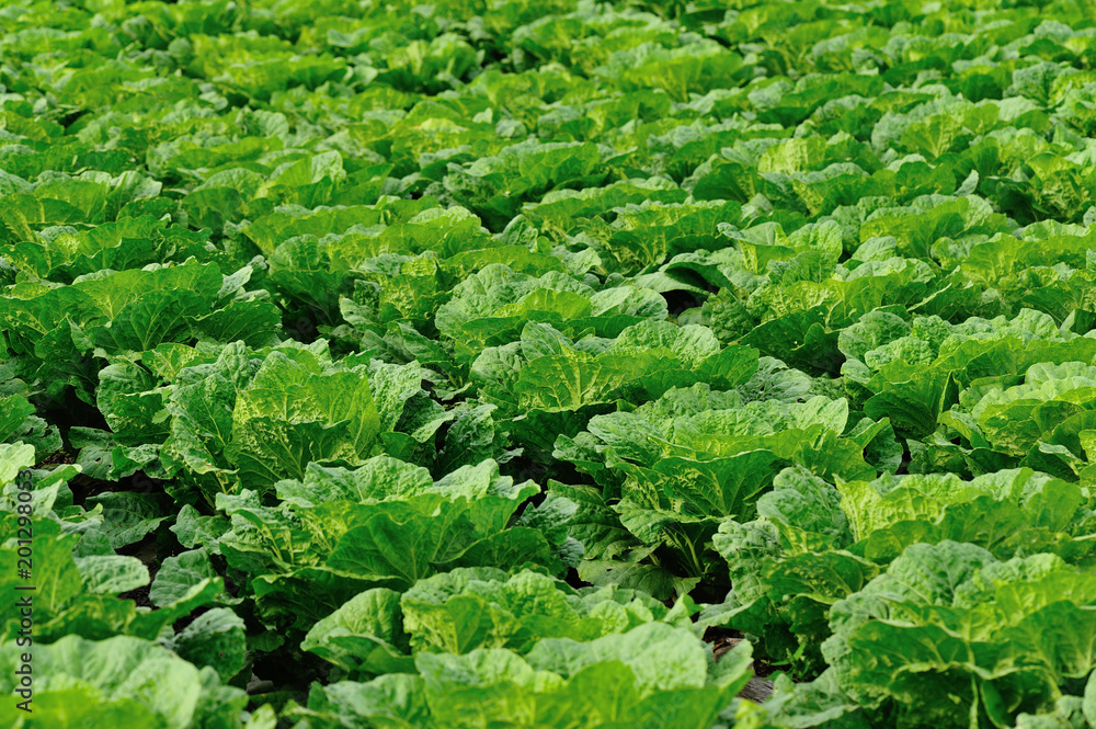 Chinese cabbage crops growing at field Chinese cabbage crops growing at field