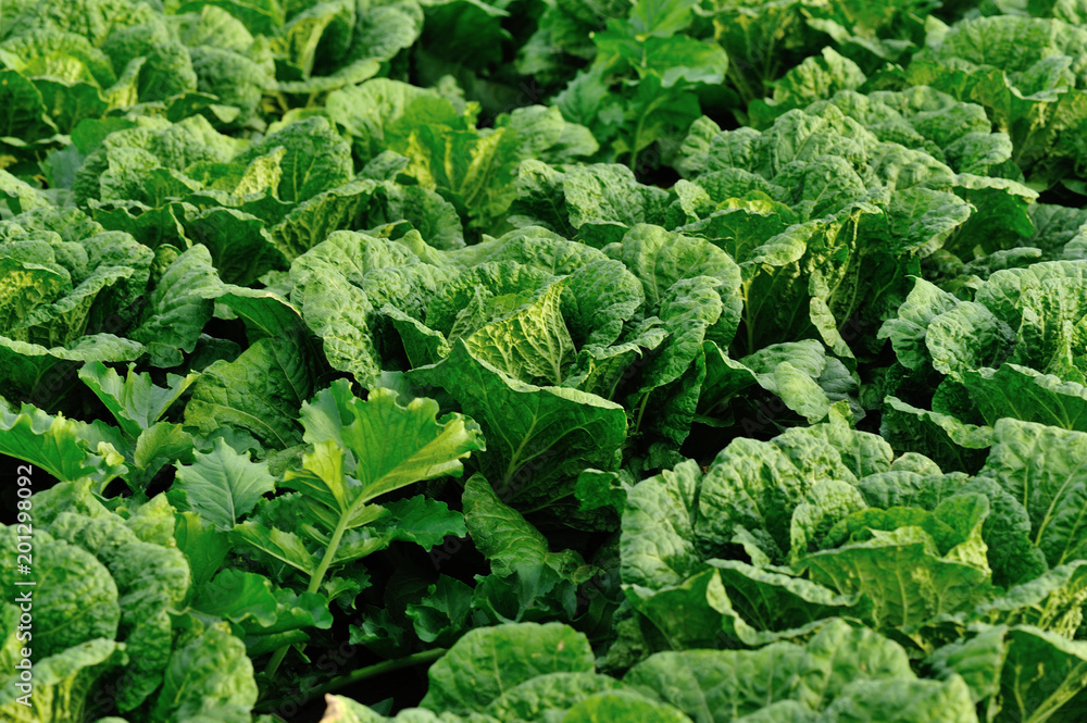 Chinese cabbage crops growing at field Chinese cabbage crops growing at field