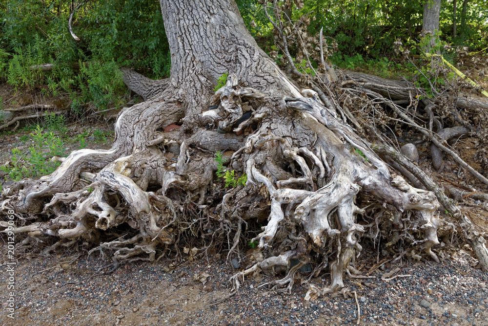Exposed tree roots on the riverbank Exposed tree roots on the riverbank