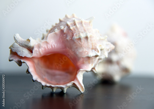 Conch shells isolated