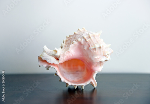 Conch shell isolated