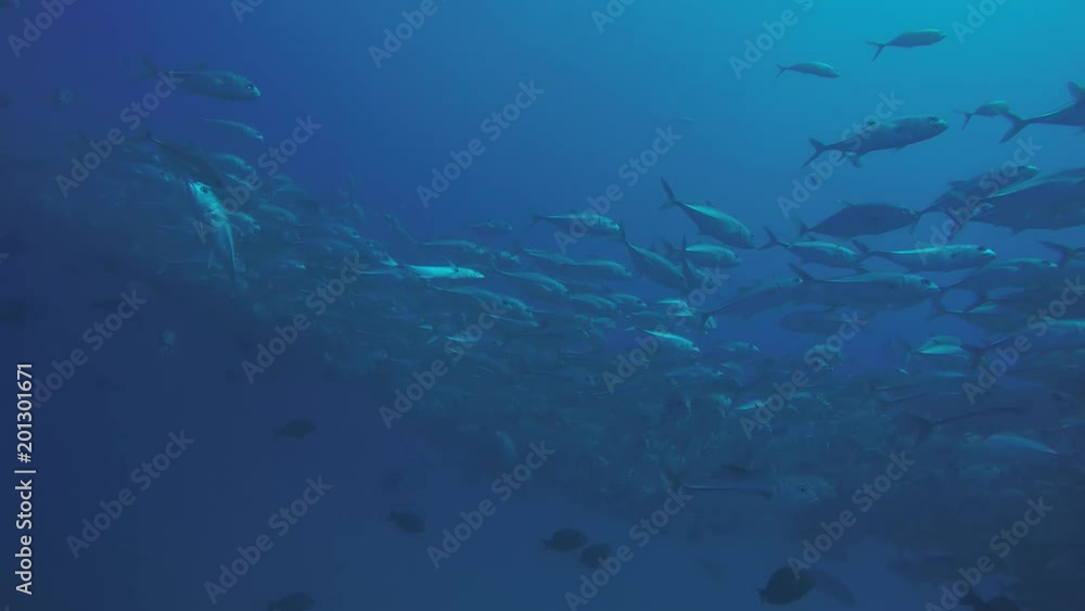 Big eye Trevally Jack, (Caranx sexfasciatus) Forming a polarized school, bait ball or tornado. Cabo Pulmo National Park, Cousteau once named it The world's aquarium. Baja California Sur,Mexico. Big eye Trevally Jack, (Caranx sexfasciatus) Forming a polarized school, bait ball or tornado. Cabo Pulmo National Park, Cousteau once named it The world's aquarium. Baja California Sur,Mexico.