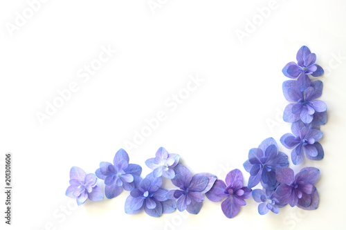 Hydrangea flower on a white background