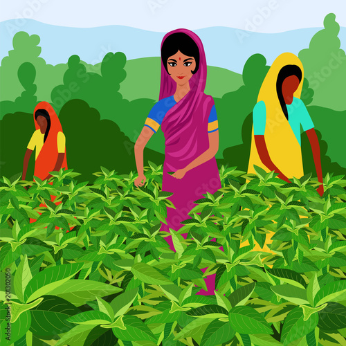 Indian women tea pickers