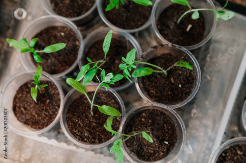 Sprouts of young plants in plastic containers