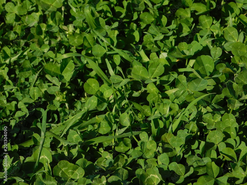 yellow buttercups and green grass carpet yellow buttercups and green grass carpet