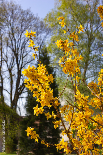 colorful blossom of parktrees on springtime blue sky photo