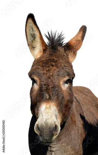 Portrait of a donkey isolated on white background.