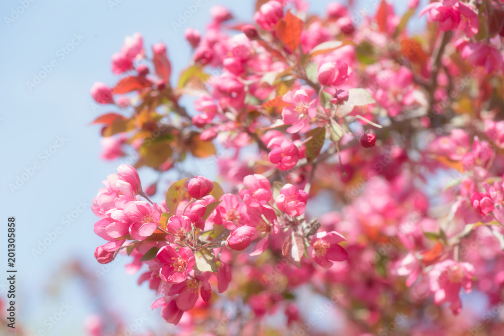 Beautiful pink blossoms on a Thunderchild flowering crab tree