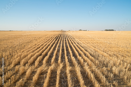 Rows of stubble in the fall after the wheat crop has been harvested